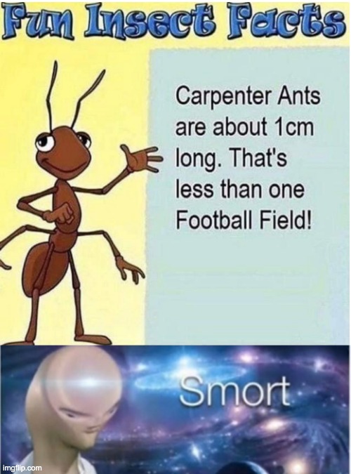 Fun Fact: The sun is bigger than the moon | image tagged in meme man smort,fun insect facts | made w/ Imgflip meme maker