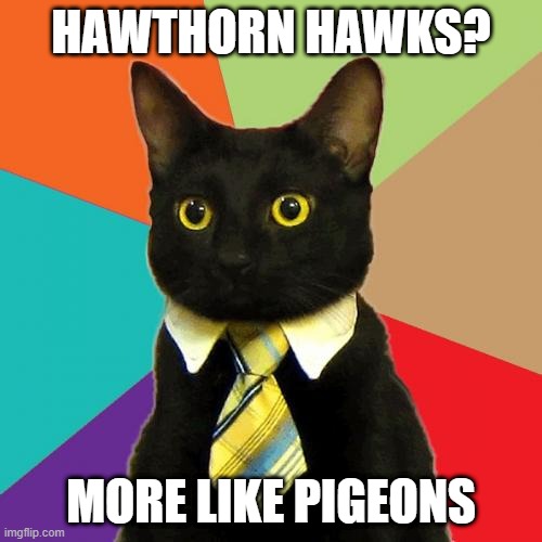 Business Cat | HAWTHORN HAWKS? MORE LIKE PIGEONS | image tagged in memes,business cat,afl,sport memes,repost,football | made w/ Imgflip meme maker