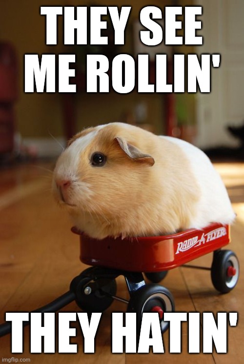 Guinea Pig in wagon  | THEY SEE ME ROLLIN' THEY HATIN' | image tagged in guinea pig in wagon | made w/ Imgflip meme maker