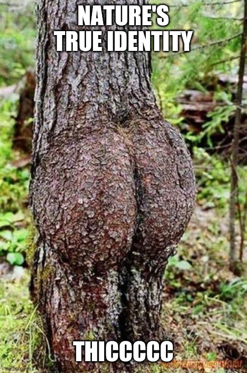 Sexy Tree | NATURE'S TRUE IDENTITY THICCCCC | image tagged in sexy tree | made w/ Imgflip meme maker