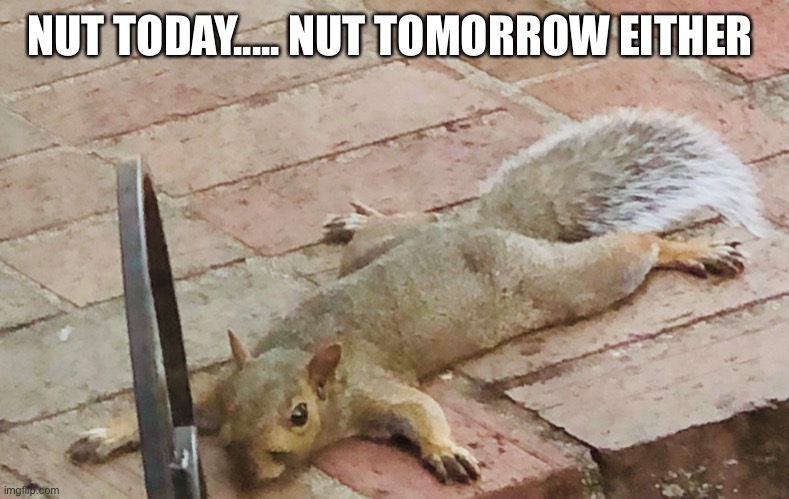 Nut today! | NUT TODAY..... NUT TOMORROW EITHER | image tagged in squirrel | made w/ Imgflip meme maker