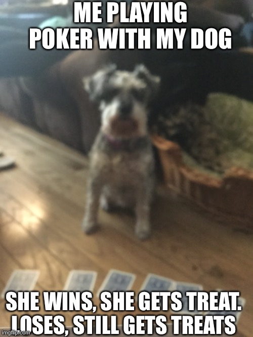 My dog playing poker | ME PLAYING POKER WITH MY DOG; SHE WINS, SHE GETS TREAT. LOSES, STILL GETS TREATS | image tagged in funny | made w/ Imgflip meme maker