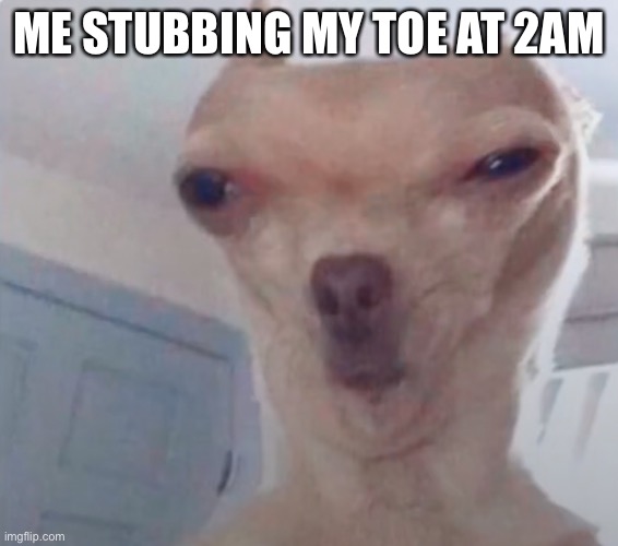New template! | ME STUBBING MY TOE AT 2AM | image tagged in disgusted dog | made w/ Imgflip meme maker