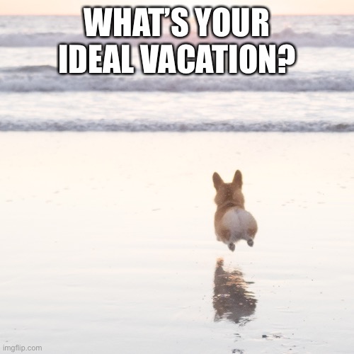 corgibeach | WHAT’S YOUR IDEAL VACATION? | image tagged in corgibeach | made w/ Imgflip meme maker