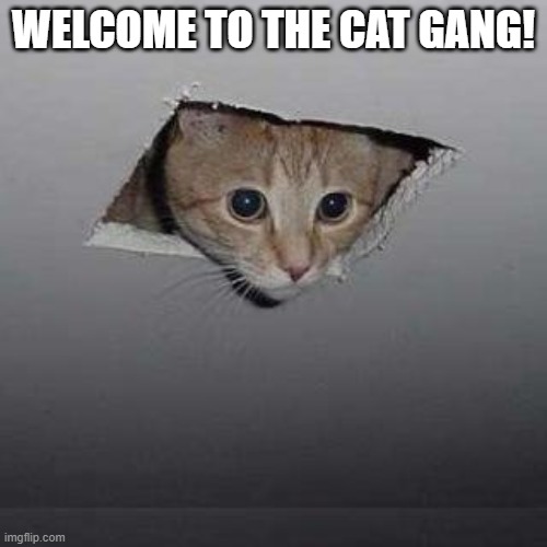 Ceiling Cat | WELCOME TO THE CAT GANG! | image tagged in memes,ceiling cat | made w/ Imgflip meme maker