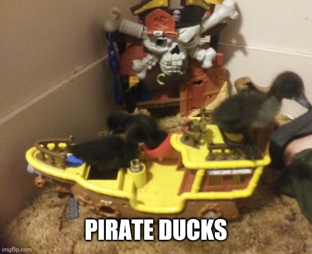 DUCKLINGS TAKEN OVER THE PIRATE SHIP | PIRATE DUCKS | image tagged in pirates,ducks,duckling,pirate | made w/ Imgflip meme maker