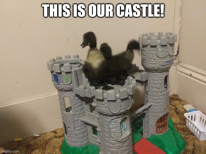 DUCKLING CASTLE | THIS IS OUR CASTLE! | image tagged in castle,ducks,duckling | made w/ Imgflip meme maker
