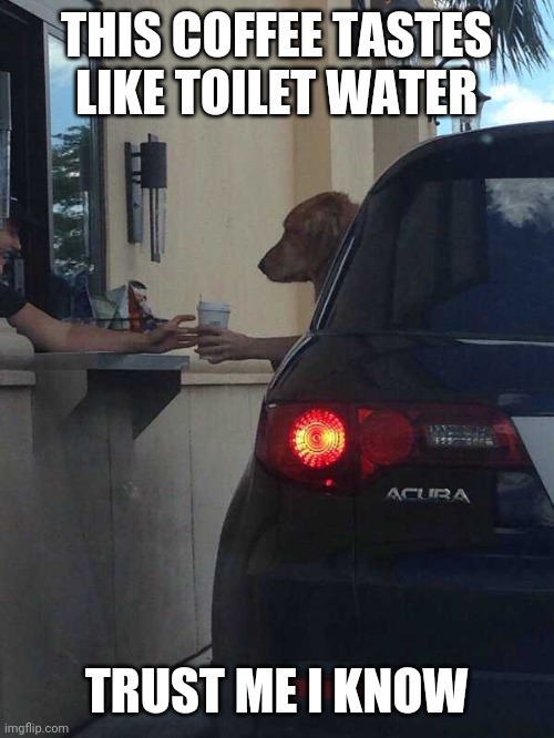 TOILET COFFEE!? | THIS COFFEE TASTES LIKE TOILET WATER; TRUST ME I KNOW | image tagged in dogs,funny dogs,drive thru | made w/ Imgflip meme maker