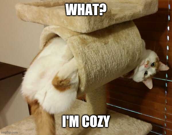 COZY CAT - Imgflip