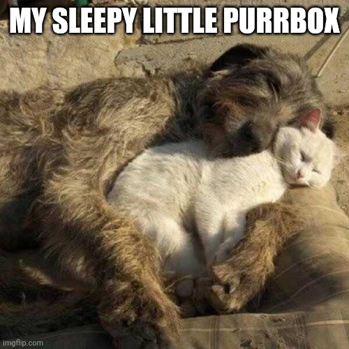 AWWW | MY SLEEPY LITTLE PURRBOX | image tagged in cats,funny cats,dogs | made w/ Imgflip meme maker