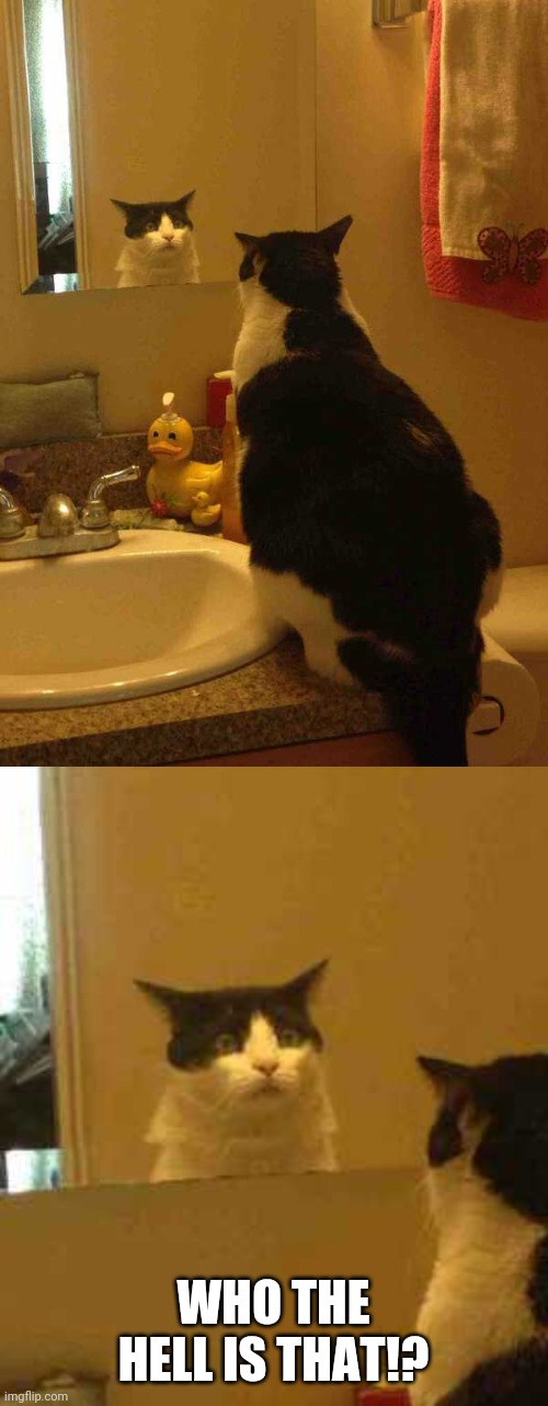 THERE'S SOMEONE ELSE HERE | WHO THE HELL IS THAT!? | image tagged in cats,funny cats | made w/ Imgflip meme maker
