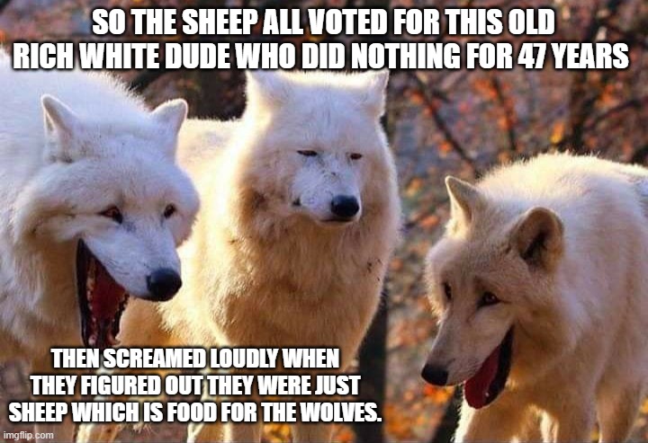 Sheep follow sheep and wolves all eat. | SO THE SHEEP ALL VOTED FOR THIS OLD RICH WHITE DUDE WHO DID NOTHING FOR 47 YEARS; THEN SCREAMED LOUDLY WHEN THEY FIGURED OUT THEY WERE JUST SHEEP WHICH IS FOOD FOR THE WOLVES. | image tagged in laughing wolf | made w/ Imgflip meme maker