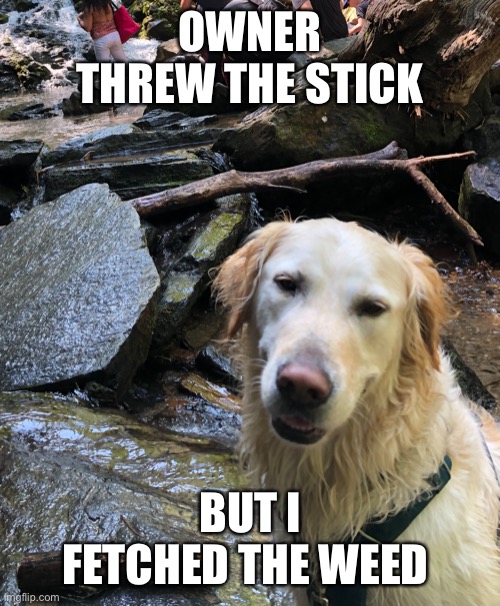 OWNER THREW THE STICK; BUT I FETCHED THE WEED | image tagged in memes | made w/ Imgflip meme maker