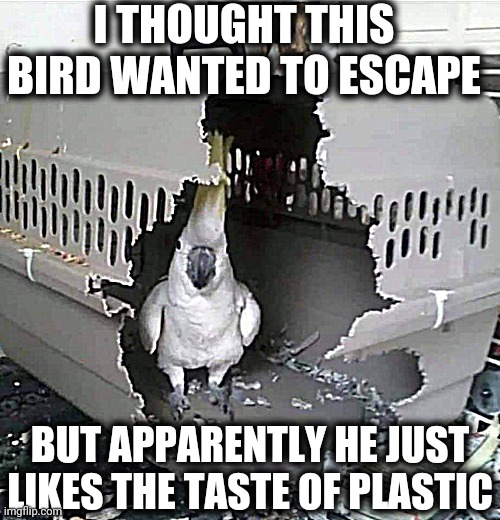 Hope you like this one | I THOUGHT THIS BIRD WANTED TO ESCAPE; BUT APPARENTLY HE JUST LIKES THE TASTE OF PLASTIC | image tagged in bird,escape,plastic | made w/ Imgflip meme maker