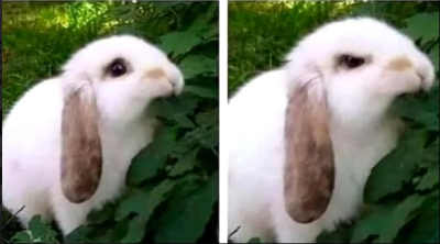 Angry bunny eating Blank Meme Template