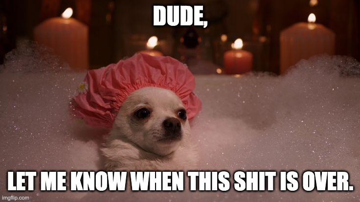 Shitshow 2020 | DUDE, LET ME KNOW WHEN THIS SHIT IS OVER. | image tagged in chihuahua bubble bath | made w/ Imgflip meme maker