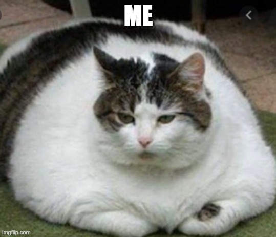 Lazy/Fat cat | ME | image tagged in lazy/fat cat | made w/ Imgflip meme maker
