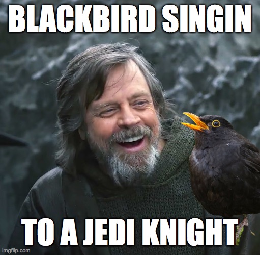 blackbird singin to a jedi knight | BLACKBIRD SINGIN; TO A JEDI KNIGHT | image tagged in jedi | made w/ Imgflip meme maker