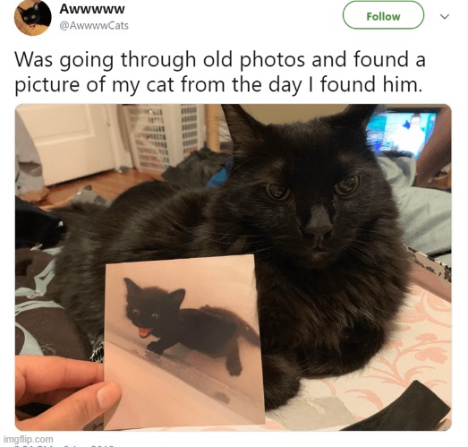 another cute cat story | image tagged in cute,cats,cat,stories,facebook | made w/ Imgflip meme maker