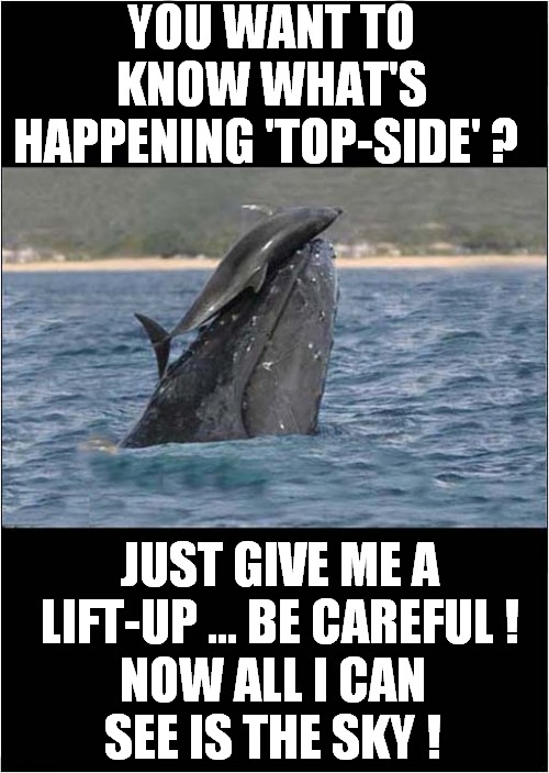A Dolphins' Eye-View ! | YOU WANT TO KNOW WHAT'S HAPPENING 'TOP-SIDE' ? JUST GIVE ME A LIFT-UP ... BE CAREFUL ! NOW ALL I CAN SEE IS THE SKY ! | image tagged in fun,whales,dolphins | made w/ Imgflip meme maker