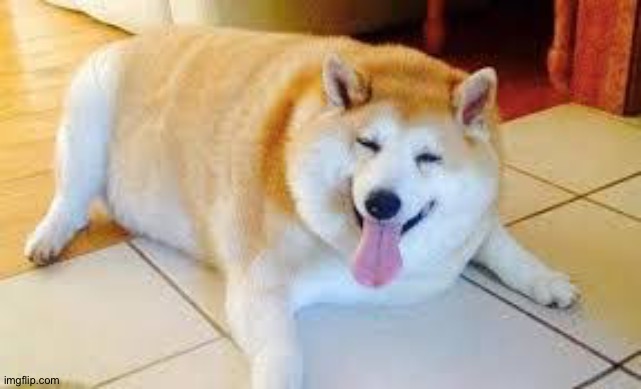 Thicc Doggo | image tagged in thicc doggo | made w/ Imgflip meme maker