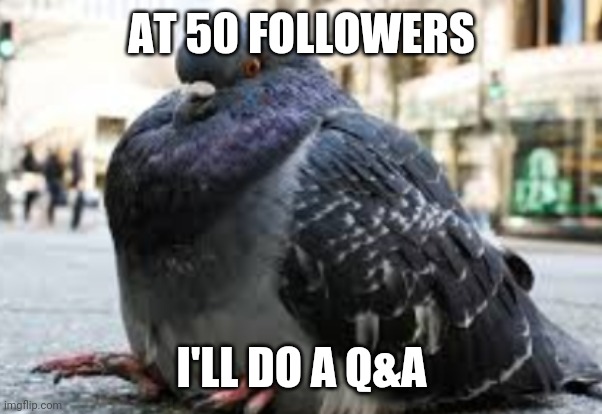 Fat pigeon | AT 50 FOLLOWERS; I'LL DO A Q&A | image tagged in memes | made w/ Imgflip meme maker