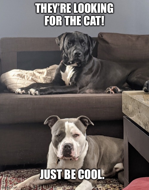 Kane and Angus | THEY’RE LOOKING FOR THE CAT! JUST BE COOL. | image tagged in kane and angus | made w/ Imgflip meme maker