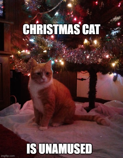 Christmas Cat | CHRISTMAS CAT; IS UNAMUSED | image tagged in cats,funny memes,memes | made w/ Imgflip meme maker