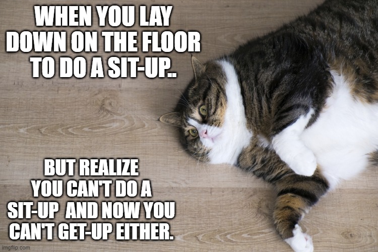 damn pandemic eating | WHEN YOU LAY DOWN ON THE FLOOR TO DO A SIT-UP.. BUT REALIZE YOU CAN'T DO A SIT-UP  AND NOW YOU CAN'T GET-UP EITHER. | image tagged in cats,fat cat,funny memes,memes | made w/ Imgflip meme maker