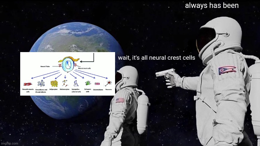 Always Has Been Meme | always has been; wait, it's all neural crest cells | image tagged in always has been | made w/ Imgflip meme maker