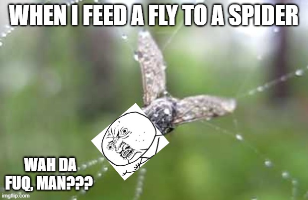 I could almost hear it say.. | WHEN I FEED A FLY TO A SPIDER; WAH DA FUQ, MAN??? | image tagged in funny memes,memes,mean,spider,lol | made w/ Imgflip meme maker