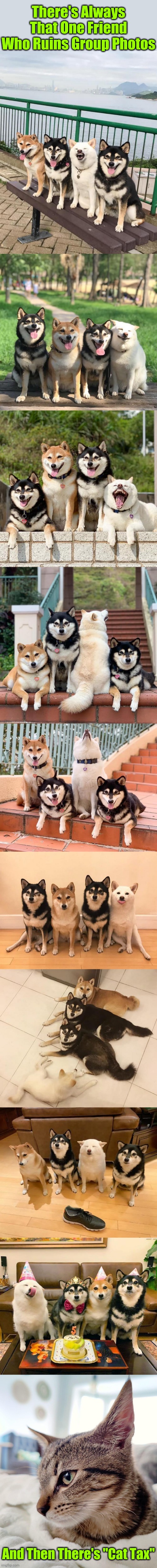 You keep marching to the beat of your own drum "Moon Moon" good pupper. Normality is an illusion. | There's Always That One Friend Who Ruins Group Photos; And Then There's "Cat Tax" | image tagged in memes,dogs,cats,cat tax,group photos,moon moon | made w/ Imgflip meme maker