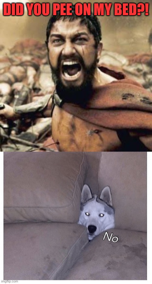 He’s gonna be really mad when he finds poop on his favourite chair. | DID YOU PEE ON MY BED?! | image tagged in this is sparta,doggie,memes,funny | made w/ Imgflip meme maker