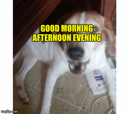 Our new er pic of our dogs angel and Nanook good morning afternoon evening | GOOD MORNING AFTERNOON EVENING | image tagged in gifs | made w/ Imgflip images-to-gif maker