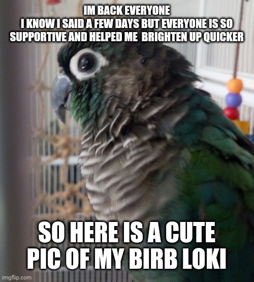 IM BACK EVERYONE
I KNOW I SAID A FEW DAYS BUT EVERYONE IS SO SUPPORTIVE AND HELPED ME  BRIGHTEN UP QUICKER; SO HERE IS A CUTE PIC OF MY BIRB LOKI | image tagged in idk | made w/ Imgflip meme maker