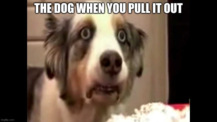 vietnam flashback dog | THE DOG WHEN YOU PULL IT OUT | image tagged in vietnam flashback dog | made w/ Imgflip meme maker