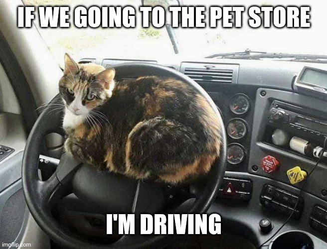 WHAT IF WE'RE GOING TO THE VET? | IF WE GOING TO THE PET STORE; I'M DRIVING | image tagged in cats,funny cats | made w/ Imgflip meme maker