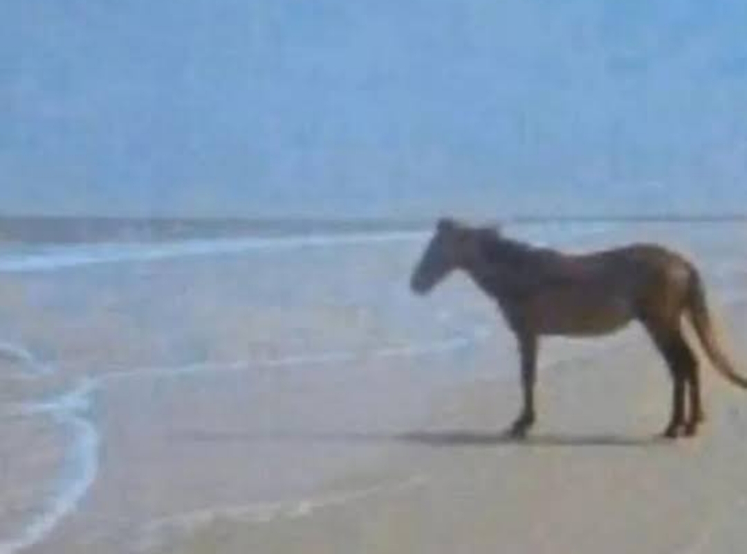Horse staring at sea Blank Meme Template