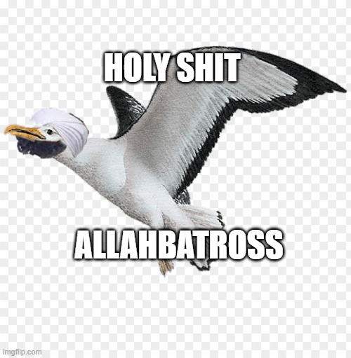 Allahbatross | HOLY SHIT; ALLAHBATROSS | image tagged in allah | made w/ Imgflip meme maker