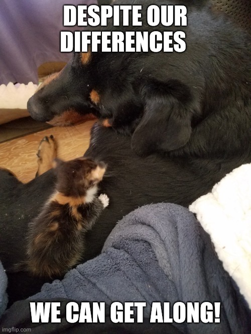 Dog and kitten getting along | DESPITE OUR DIFFERENCES; WE CAN GET ALONG! | image tagged in dog and kitten together | made w/ Imgflip meme maker