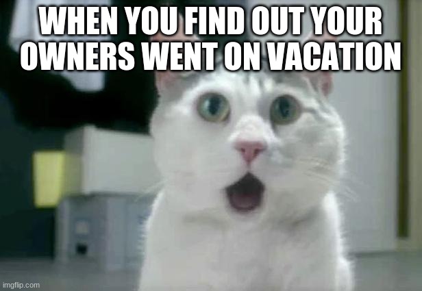 OMG Cat | WHEN YOU FIND OUT YOUR OWNERS WENT ON VACATION | image tagged in memes,omg cat | made w/ Imgflip meme maker