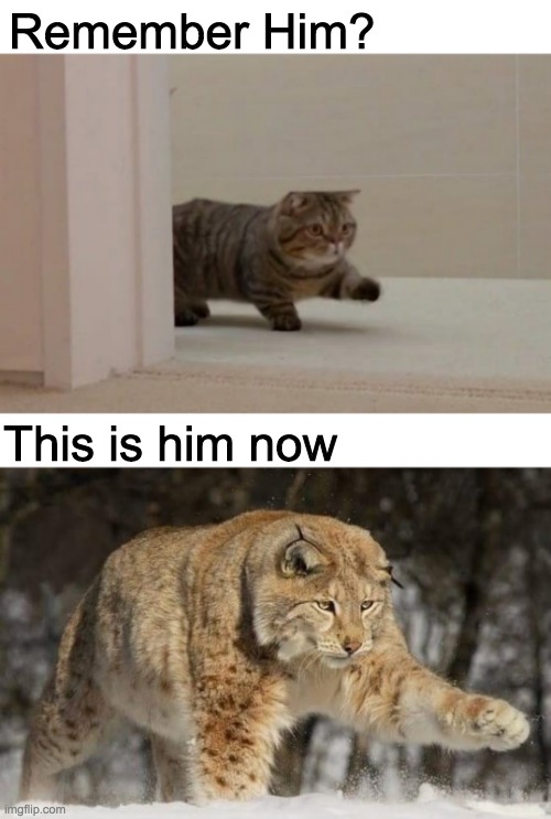 Oh lawd he comin bigger and stronger | Remember Him? This is him now | image tagged in oh lawd he comin,cat | made w/ Imgflip meme maker