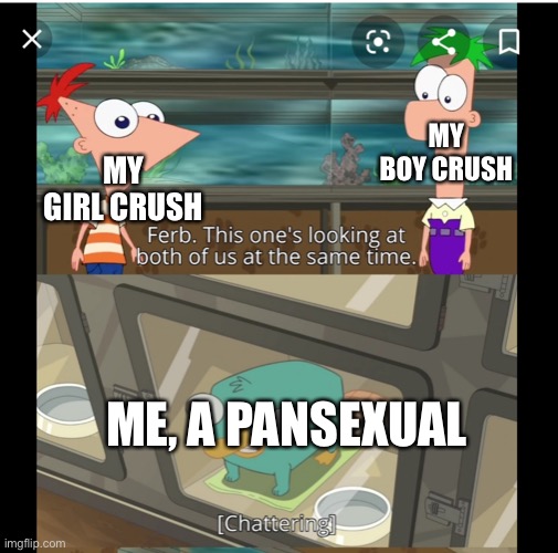 It do be true | MY GIRL CRUSH; MY BOY CRUSH; ME, A PANSEXUAL | image tagged in look ferb this one's looking at both of us at the same time | made w/ Imgflip meme maker