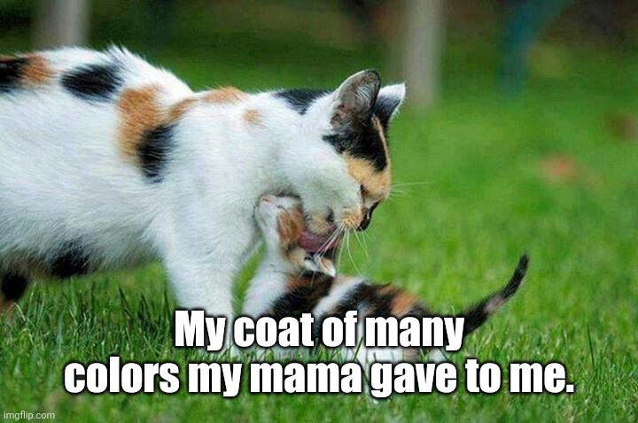 Coat of Many Colors | My coat of many colors my mama gave to me. | image tagged in calico cats,memes | made w/ Imgflip meme maker