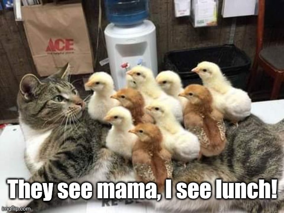 Chicks on a Cat's Back | They see mama, I see lunch! | image tagged in chicks on a cat's back,memes | made w/ Imgflip meme maker