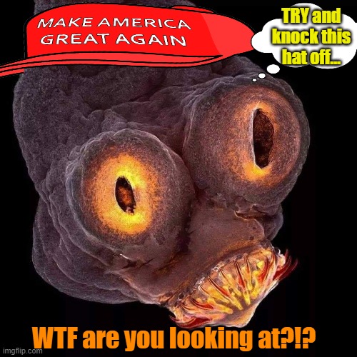 Tapeworms for Trump, AKA "when we eat, they eat" | TRY and knock this hat off... WTF are you looking at?!? | image tagged in maga,trump 2020,memes | made w/ Imgflip meme maker