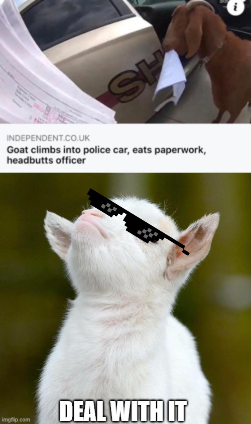 deal with it | DEAL WITH IT | image tagged in childish-proud-goat | made w/ Imgflip meme maker