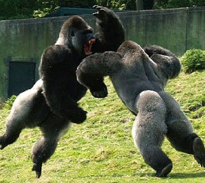 Gorilla Fight Blank Meme Template