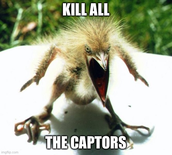 Angry bird | KILL ALL THE CAPTORS | image tagged in angry bird | made w/ Imgflip meme maker