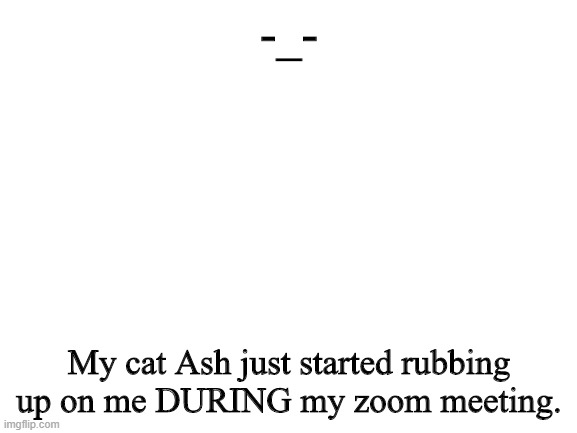 Ash is so cute though, so I let her stay. | -_-; My cat Ash just started rubbing up on me DURING my zoom meeting. | image tagged in blank white template | made w/ Imgflip meme maker